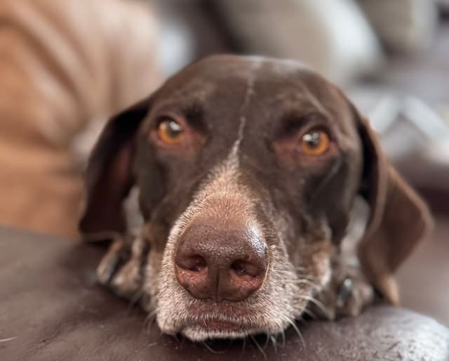 A brown dog resting on the couch