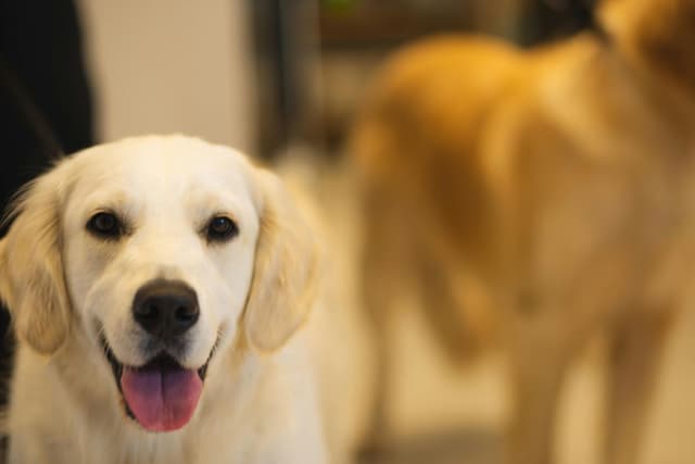 A happy golden retriever