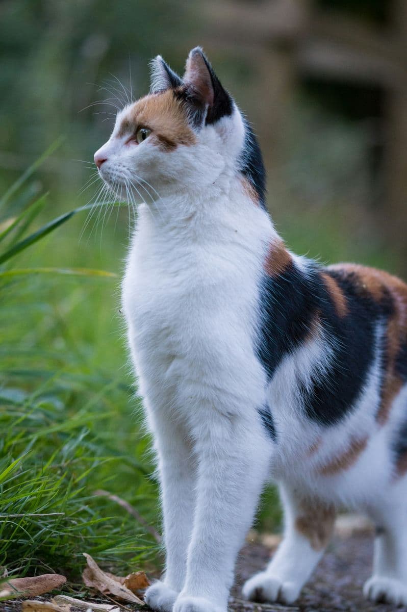A calico cat outdoors